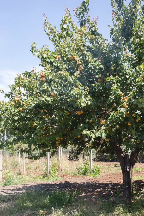 apricot tree 