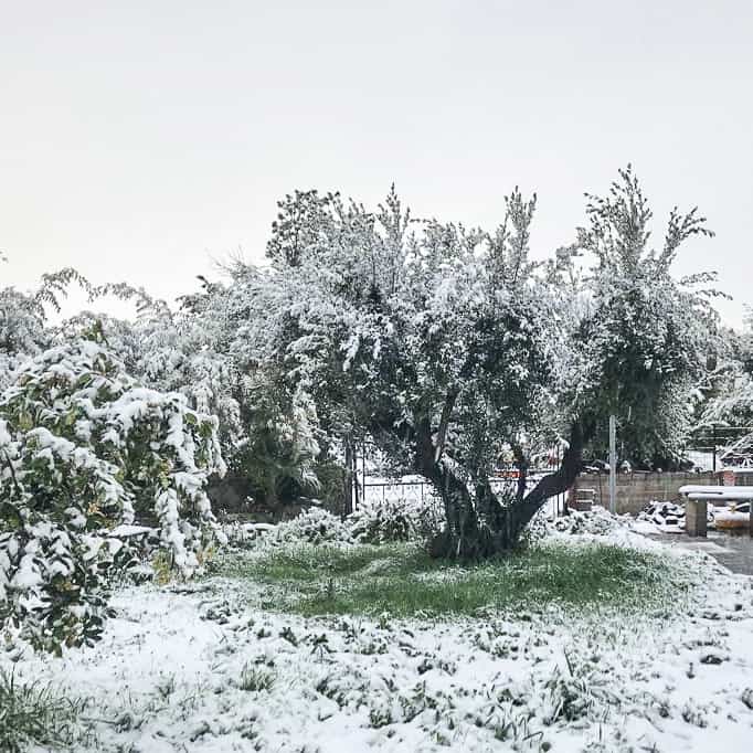 olive trees covered in snow