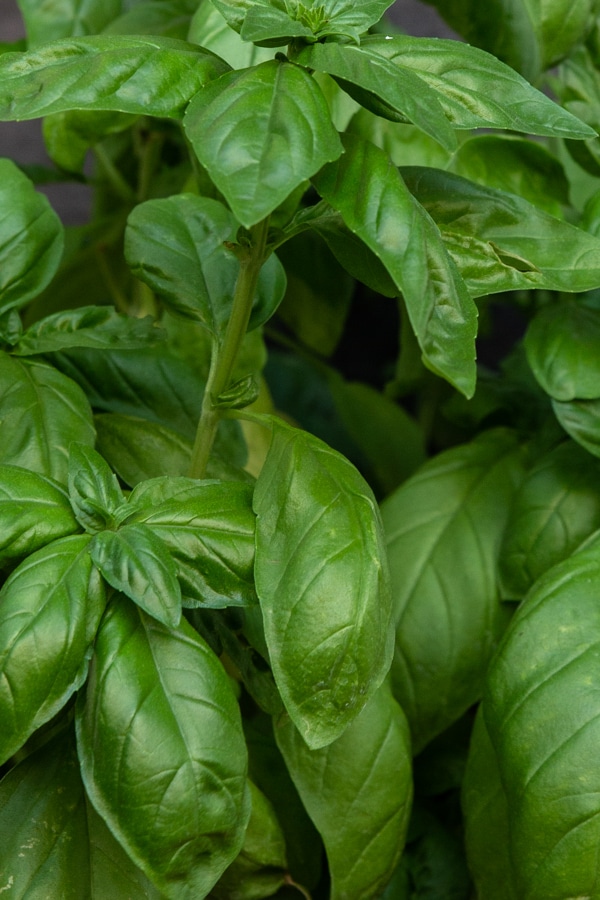 a photo of basil leaves